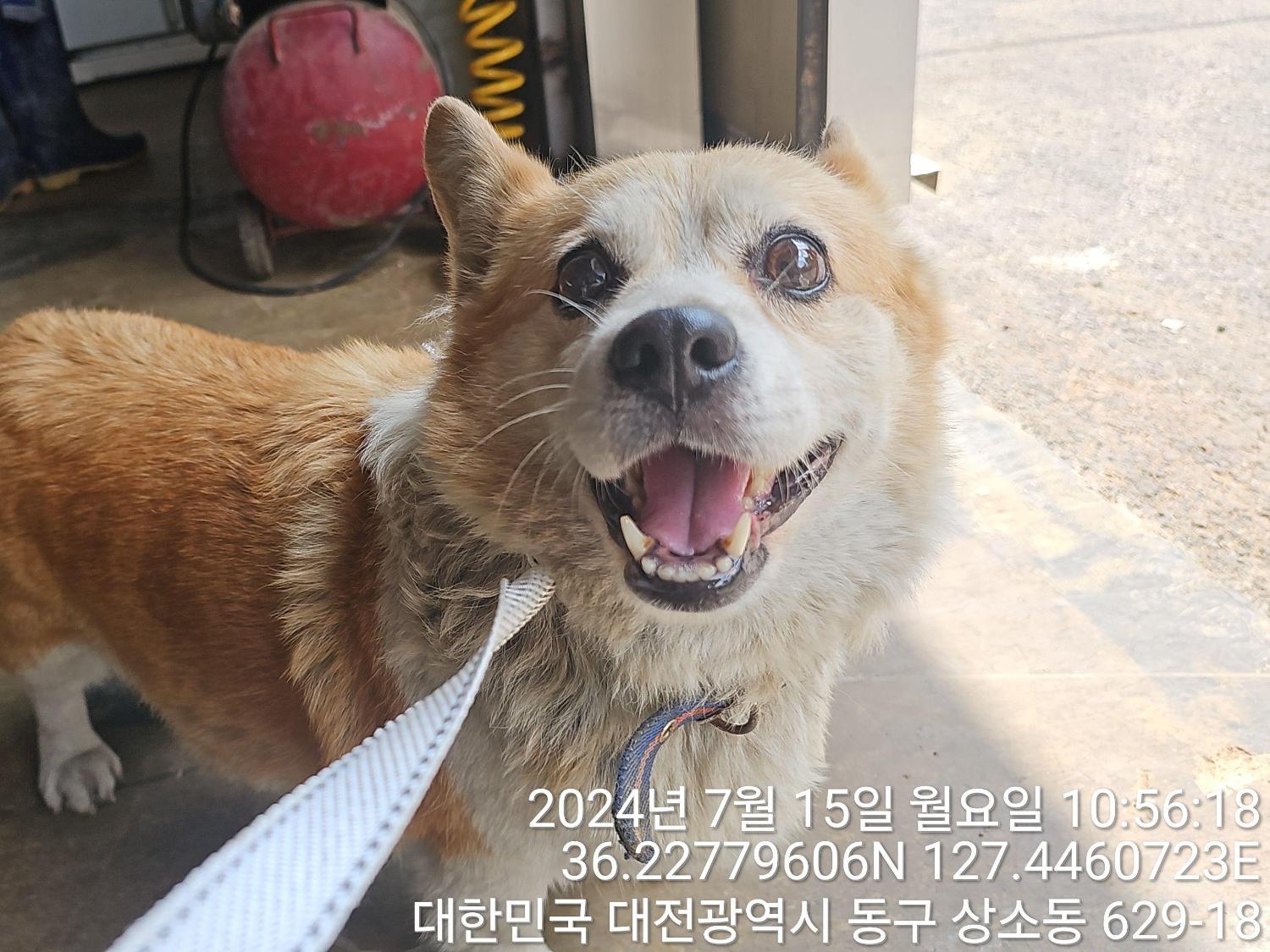 대전동물보호센터_430364202400626